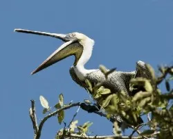 Pelecanus occidentalis