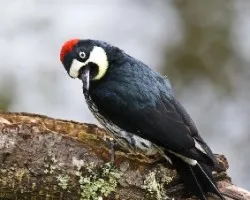 Melanerpes formicivorus