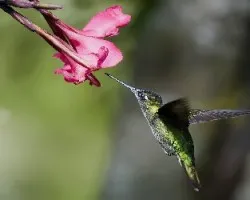 Eugenes fulgens