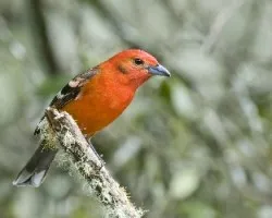 Piranga bidentata
