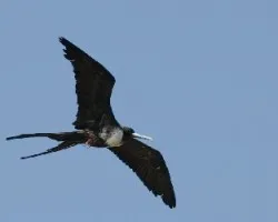 Fregata magnificens