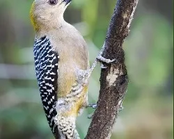 Melanerpes hoffmannii