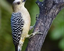Melanerpes hoffmannii