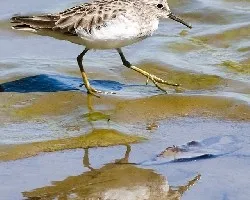 Calidris minutilla