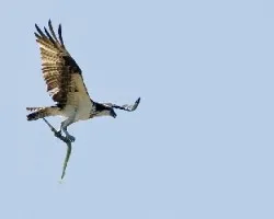 Pandion haliaetus