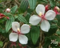 Flores