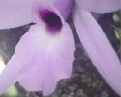Orquidea