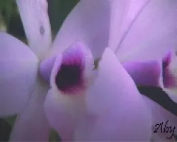 Orquidea