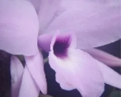 Orquidea