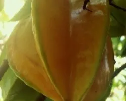 Carambola-Fruta Estrella