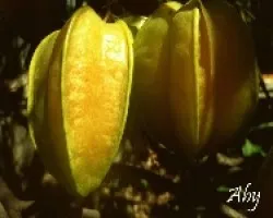 Carambola-Fruta Estrella