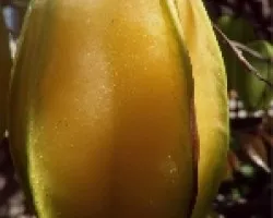 Carambola-Fruta Estrella
