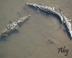 Cocodrilos