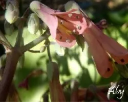 Campanillas