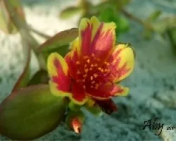 Teñida 