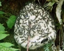 Ã‚Â¨Panal 