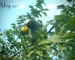 Festín de carambola