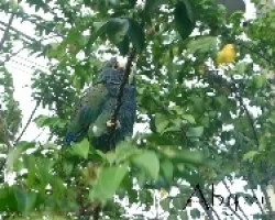 Pionus senilis