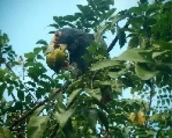 Pionus senilis