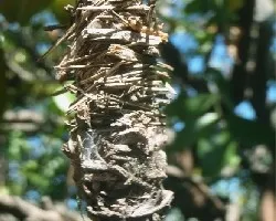 Capullo