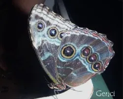 Mariposario