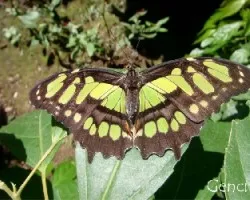 Mariposario