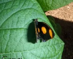 Mariposario