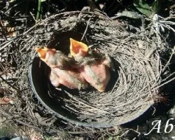Turdus grayi