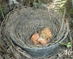 turdus grayi