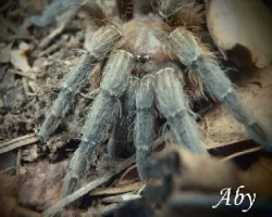 Araña