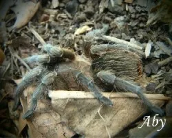 Araña