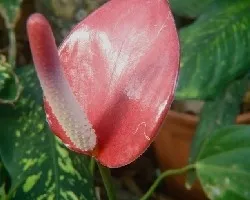 Cala