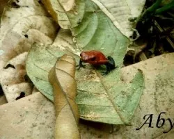 Oophaga pumilio