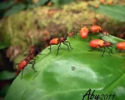 Bichitos 