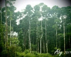 Bosque
