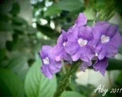 Flor 
