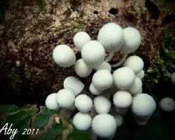 Hongos