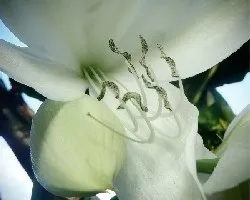 Lirio