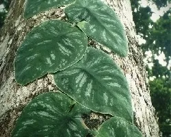 Trepando 