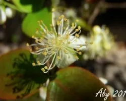 Flor de pitanga 