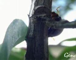 Mariquita