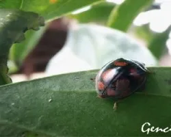 Mariquita