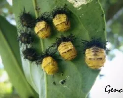Pupas