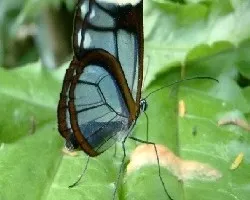 Mariposa