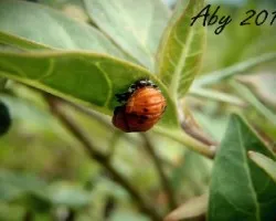 Pupa Anaranjada 