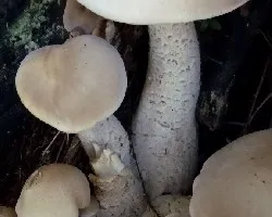 Hongos