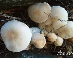 Hongos