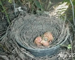 Turdus grayi