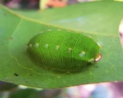 Oruga