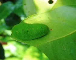 Oruga